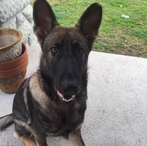 Meet your Posher, Belinda